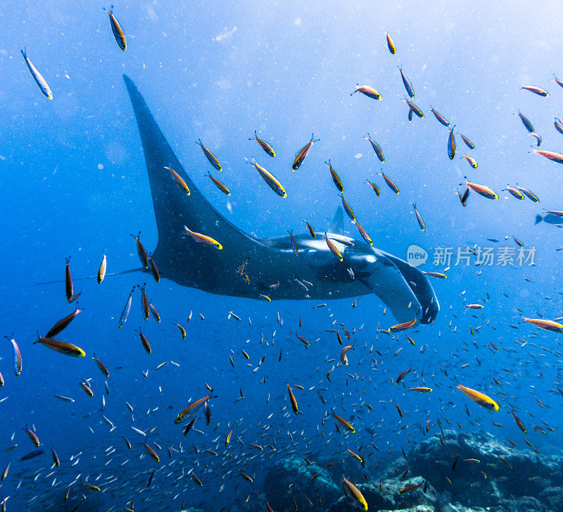 远洋蝠鲼(Manta birostris)游过清洁站。在世界自然保护联盟的红色名单中，这些优雅的动物正在成为野外罕见的景象。